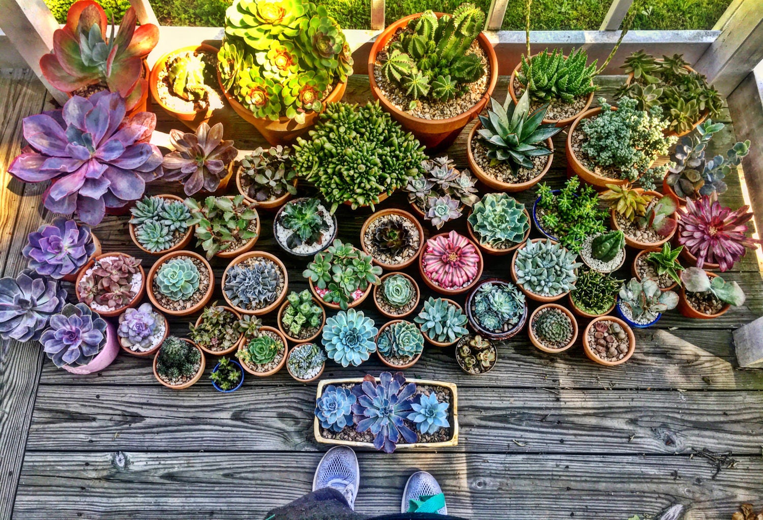 100 Assorted Succulent seed varieties succulents succulent