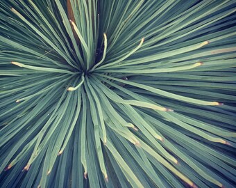 XANTHORRHOEA NATURE PLANT Spikey Handmade Any Occasion Card, Blank Card & Envelope,Edited Photography, something different.