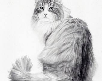 custom pet portrait - graphite pencil drawing
