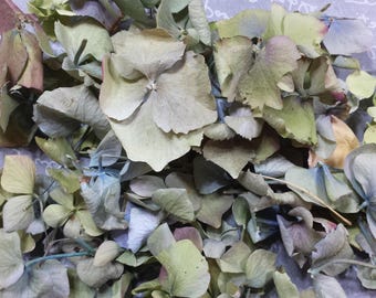 SAMPLE: 100% Real Freeze Dried Hydrangea Petals (1 Cup)