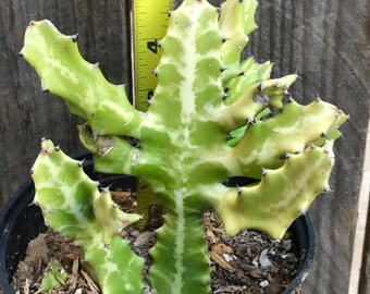 Skeleton Bones Euphorbia Cactus-Succculent