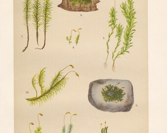 Vintage lithograph of common haircap moss, funaria moss, dotted mnium, pincushion moss, undulate dicranum moss from 1911