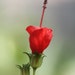 Dianne Frossard