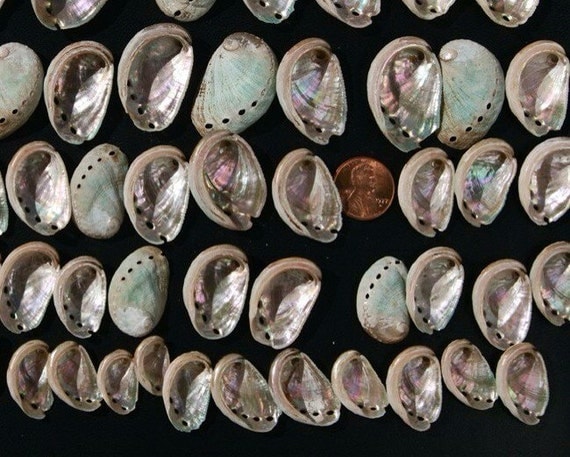 3 Dozen Assortment of Small Abalone Shells Plus a Bonus Gift