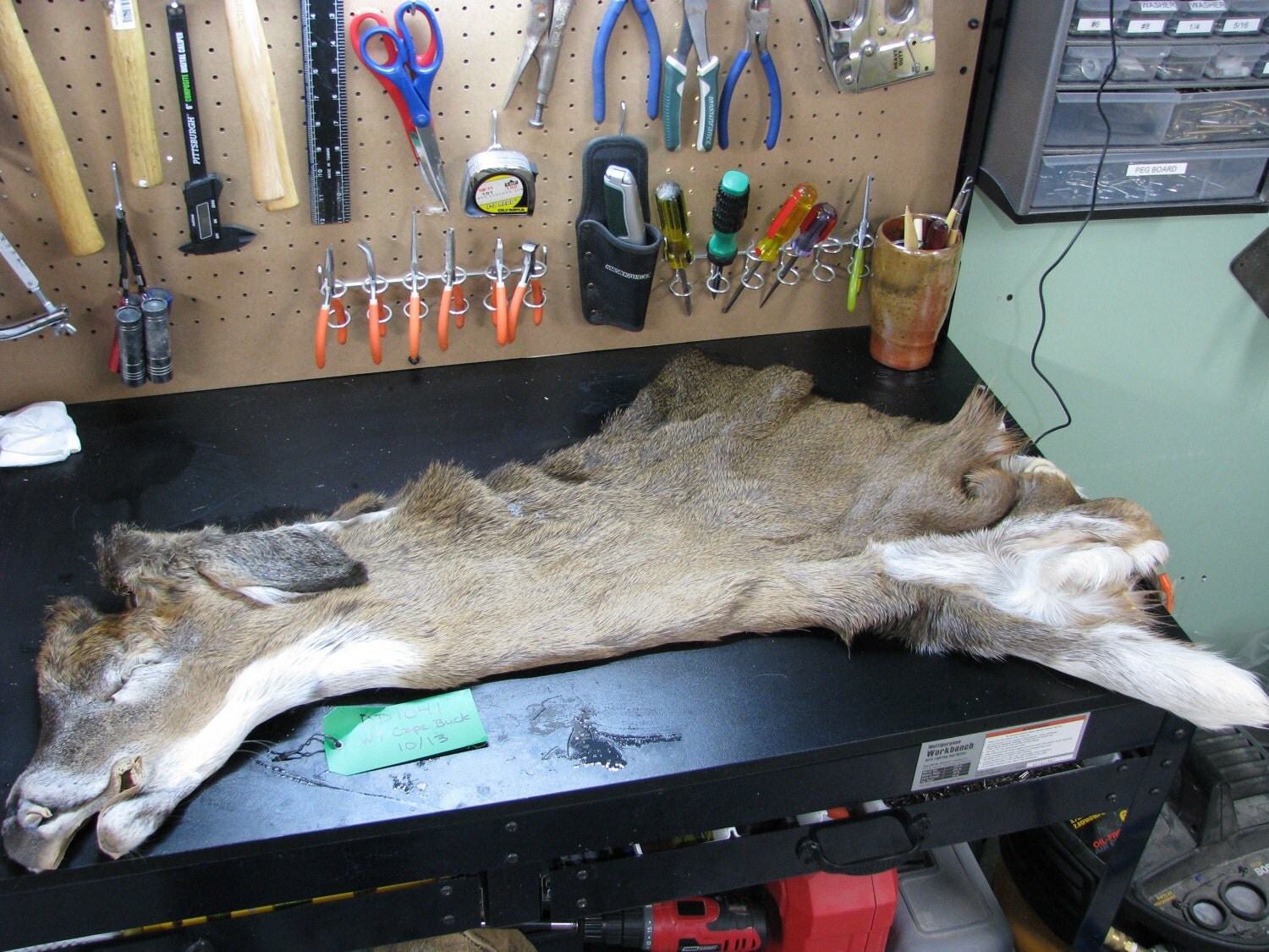 Taxidermy Tanned Whitetail Deer Cape Ready to Mount from