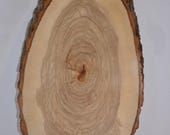 Balm of Gilead (OVAL) Tree Slice-Log Round-Log Slice 8" to 10" x 15" to 19"Long x 1" Thick