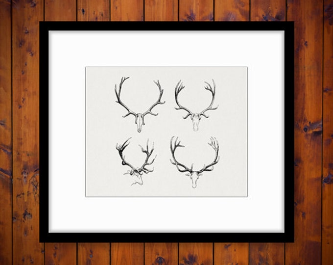 Printable Deer Antlers Graphic Deer Digital Image Clipart Collage Sheet Image Animal Download Vintage Clip Art Jpg Png Eps HQ 300dpi No.1099