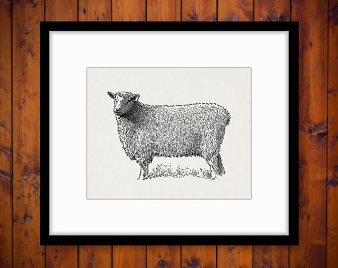 Wensleydale Ram Sheep Graphic Printable Digital Download Illustration Image Antique Clip Art Jpg Png Eps HQ 300dpi No.3560