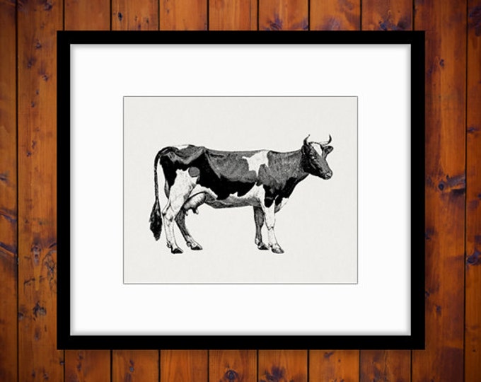 Digital Graphic Cow Printable Farm Animal Download Image Vintage Clip Art Jpg Png Eps HQ 300dpi No.790