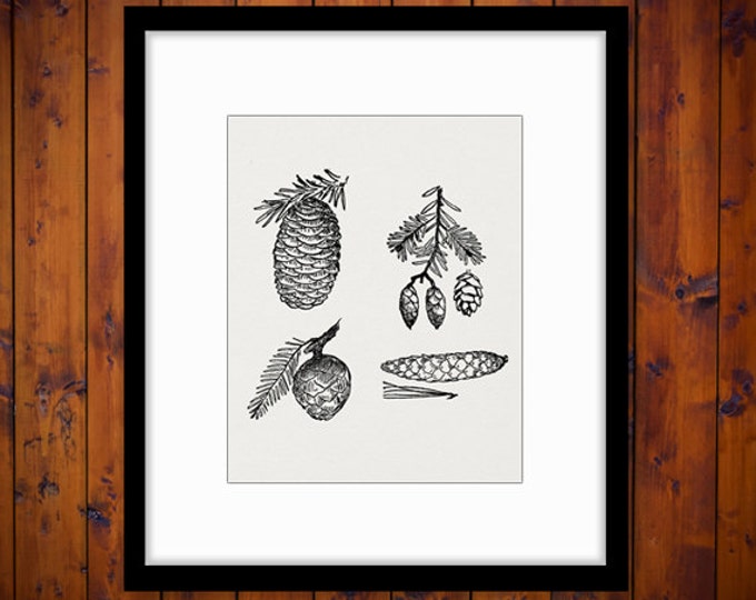 Digital Image Pinecones Download Pine Cone Collage Sheet Graphic Printable Antique Clip Art Jpg Png Eps HQ 300dpi No.1061