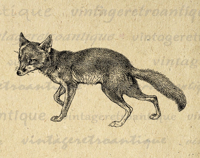 Fox Digital Image Download Antique Illustration Printable Graphic Vintage Clip Art Jpg Png Eps HQ 300dpi No.1126