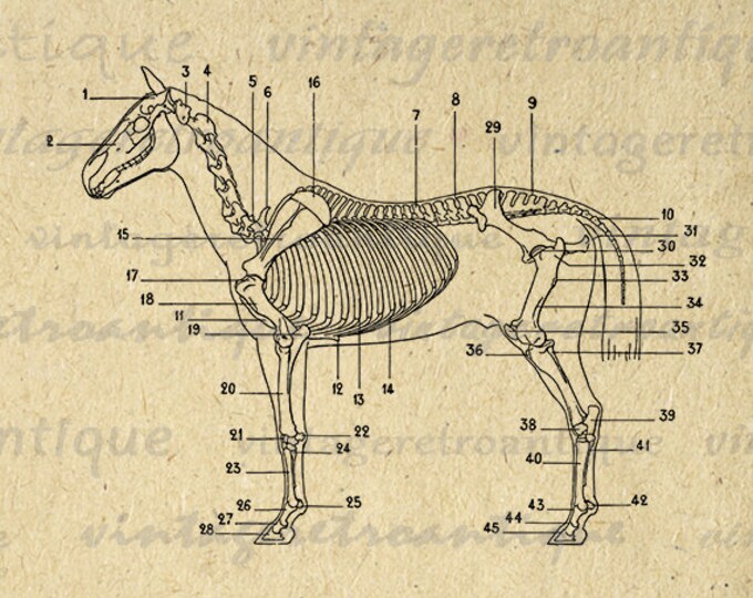 Digital Image Horse Skeleton Diagram Printable Download Illustration Graphic Vintage Clip Art Jpg Png Eps HQ 300dpi No.1949