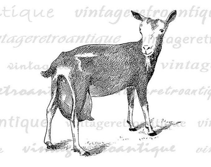 Digital Printable Little Goat Graphic Cute Farm Animal Image Download Antique Clip Art Jpg Png Eps HQ 300dpi No.519