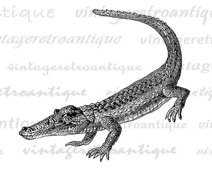 Crocodile Graphic Digital Download Alligator Image Printable Antique Clip Art Jpg Png Eps HQ 300dpi No.271