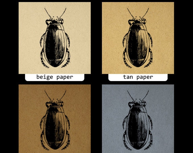 Printable Image Beetle Graphic Beetle Illustration Digital Insect Download Antique Clip Art Jpg Png Eps HQ 300dpi No.3246