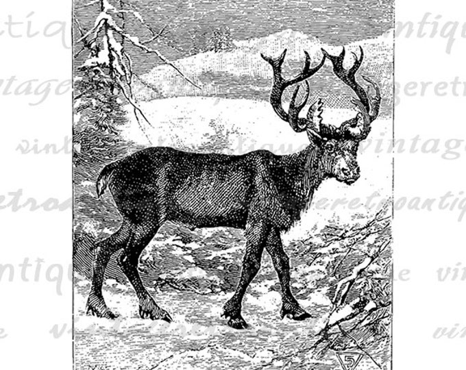 Reindeer Digital Image Download Deer Graphic Christmas Printable Antique Clip Art Jpg Png Eps HQ 300dpi No.784