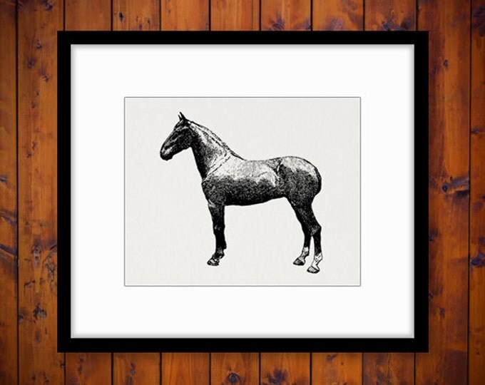 Printable Digital Hackney Mare Horse Image Illustration Download Graphic Vintage Clip Art Jpg Png Eps HQ 300dpi No.3145