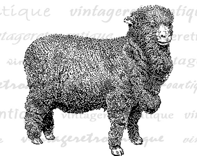 Digital Merino Sheep Image Printable Cute Lamb Animal Graphic Download Vintage Clip Art Jpg Png Eps HQ 300dpi No.3523