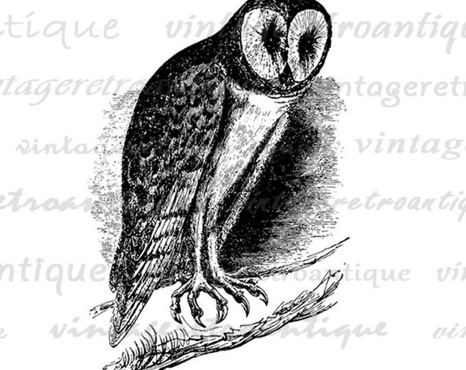 Digital Image Barn Owl Graphic Bird Illustration Printable Download Vintage Clip Art for Transfers etc HQ 300dpi No.570