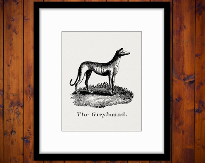 Digital Antique Greyhound Illustration Graphic Download Dog Image Printable Vintage Clip Art Jpg Png Eps HQ 300dpi No.918