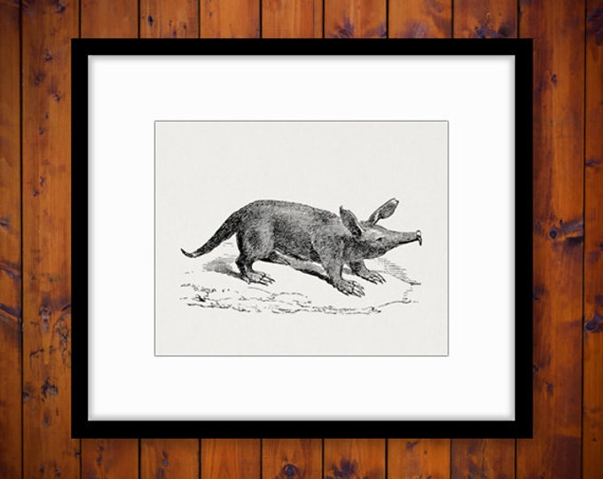 Printable Graphic Aard-Vark Image Aardvark Digital Download Vintage Clip Art Jpg Png Eps HQ 300dpi No.084