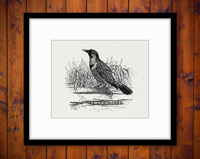 Flicker Bird Image Printable Download Antique Digital Graphic Vintage Clip Art Jpg Png Eps HQ 300dpi No.1022