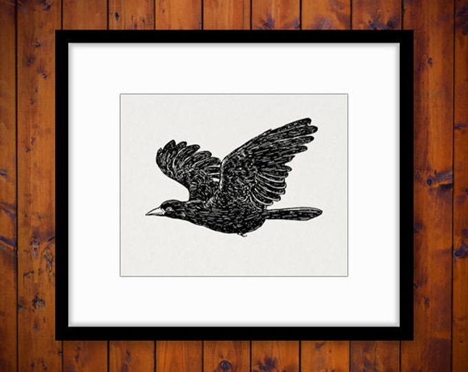 Digital Image Flying Bird Graphic Antique Illustration Printable Download Vintage Clip Art Jpg Png Eps HQ 300dpi No.3777