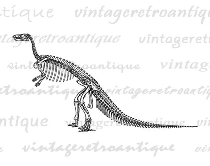 Dinosaur Skeleton Printable Graphic Download Image Digital Artwork Vintage Clip Art Jpg Png Eps HQ 300dpi No.2138