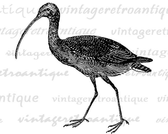 Digital Curlew Bird Image Printable Bird Graphic Download Illustration Vintage Clip Art Jpg Png Eps HQ 300dpi No.4154