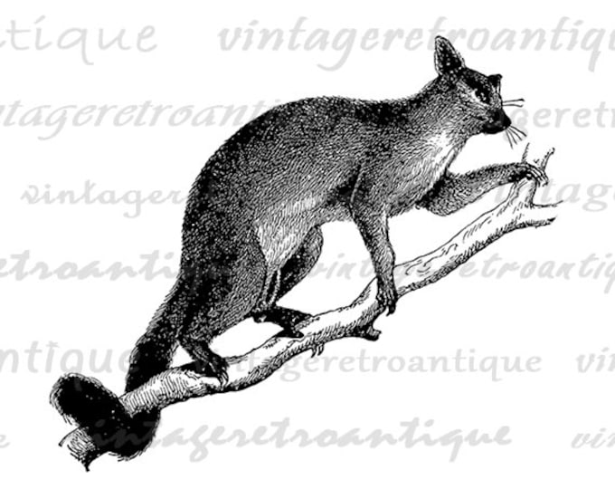 Printable Digital Vulpine Opossum Image Animal Illustration Graphic Download Vintage Clip Art Jpg Png Eps HQ 300dpi No.2792