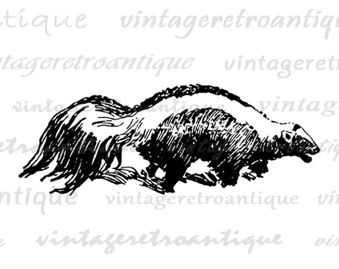 Skunk Printable Graphic Download Animal Illustration Digital Image Vintage Clip Art Jpg Png Eps HQ 300dpi No.1613