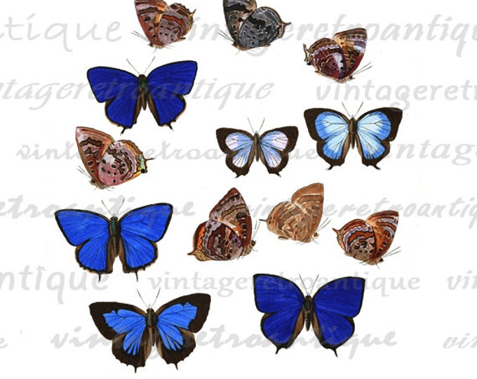 Printable Butterflies Two Collage Sheet Digital Download Illustration Image Graphic HQ 300dpi No.815