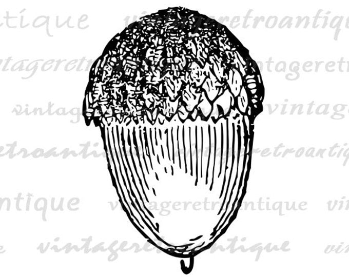 Digital Printable Acorn Image Fall Autumn Art Acorn Graphic Download Antique Clip Art for Transfers Making Prints etc HQ 300dpi No.4657