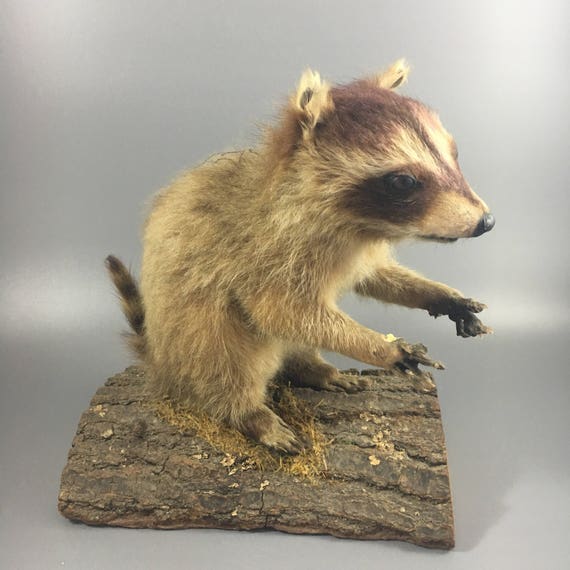 stuffed raccoon taxidermy