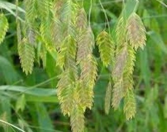 GR) NORTHERN SEA Oats Grass~Seed!!!~~~~~Stunning Copper Pods!!!