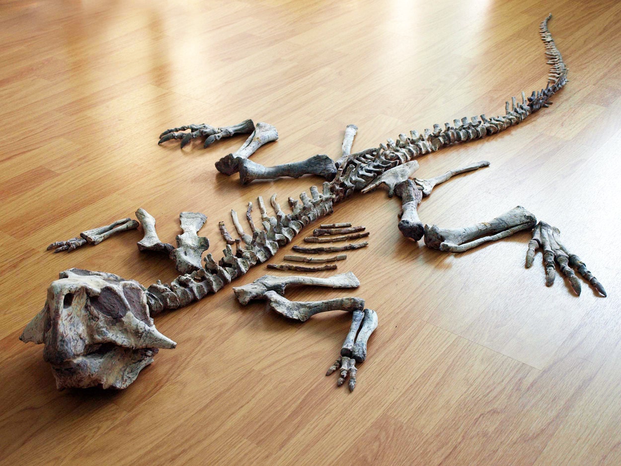 life size dinosaur skeleton replicas for sale