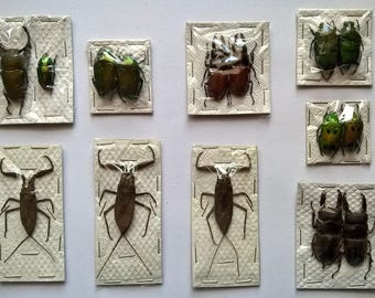 Wholesale 12 x Insect Mixed - Taxidermy - Unmounted - Ready To Rehydrate - Artwork