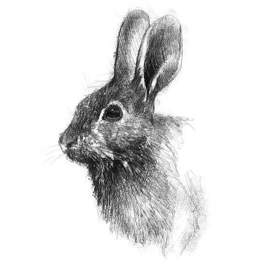 Artistic sketch of a wild rabbit on watercolour or Gicleé