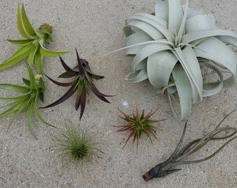 Xerographica air plant pack. Tillandsia assortment