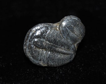 Unique Entwined Trilobite Earring with Sterling Silver Post