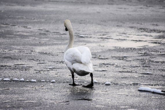 Swan Photography - No One wants to Play!, Swan, Wildlife Photography, Swan Print, Swan Photo, swan art, swan decor, pond photography