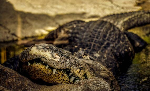 Alligator, Animal Photography, Wall Art, Animal prints,Alligator Photography, Wall Art Print, Reptile Photography, Alligator Photography,