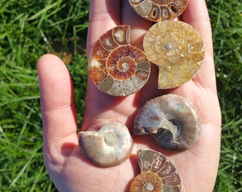 Fiery Ammonite Fossils Half - One Small Half - Organic Gems, Prehistoric Jewelry, Ancient Dinosaur Time Capsule