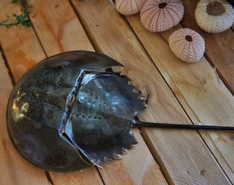 Small taxidermy horseshoe crab, black Horseshoe Crab