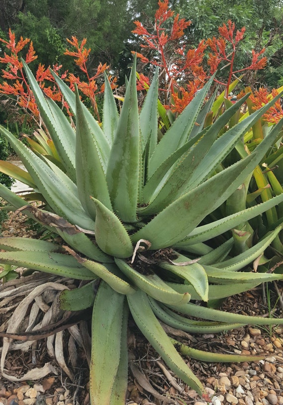 Aloe marlothii HUGE aloe plant tree aloe rare succulent