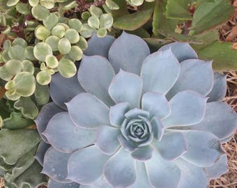 20 Blue Stone Flower Mix Succulent Seeds