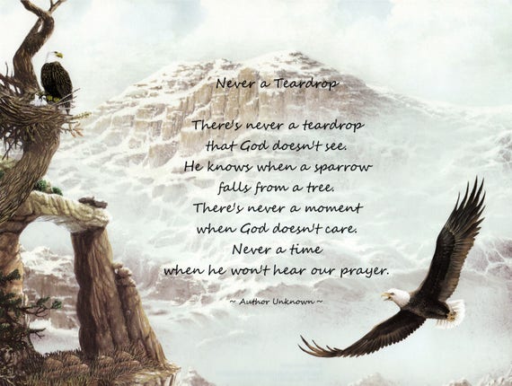 The never never nest story in english picture