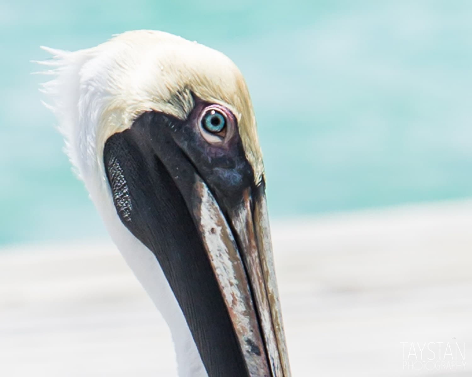 The Pelican Fine Art Matte Print Pelican Photography Bird