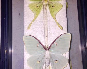 Luna Moth Pair
