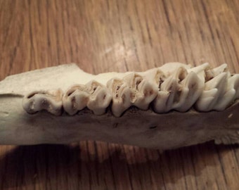 Partial Deer Jaw Bone with Teeth Odd Weird Deer Teeth